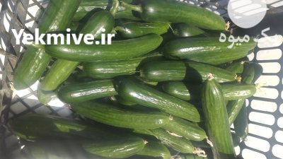 فروش خیار گلخانه ای عمده در شرافت در گروه خرید فروش عمده خیار - فروش عمده انواع خیار گلخانه ای در یکمیوه -عکس1