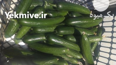 فروش خیار گلخانه ای عمده در شرافت در گروه خرید فروش عمده خیار - فروش عمده انواع خیار گلخانه ای در یکمیوه -عکس2