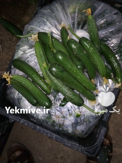 فروش خیار گلخانه ای عمده در شرافت در گروه خرید فروش عمده خیار - فروش عمده انواع خیار گلخانه ای در یکمیوه -عکس3