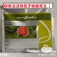 بذر هندوانه گالاتا پرفروش اصل در هرمز در گروه خرید فروش بذر - انواع محصول کشاورزی گوجه کتان میوه درخت در یکمیوه