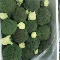 فروش کلم برگ صادراتی در دزفول در گروه خرید فروش عمده انواع کلم برگ و پیچ و بروکلی در یکمیوه