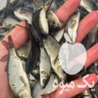 فروش بچه ماهی کپور آمور فیتوفاک بیگهد ارسال تمام ایران در اصفهان در گروه انواع ماهی - سالمون شیر کپور قرمز شوریده سفید گوپی مرکب در یکمیوه