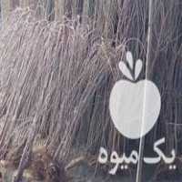 فروش نهال های مثمر و غیر مثمر در سنندج در گروه خرید فروش نهال - انواع گردو پسته بادام سلطانی انگور در یکمیوه