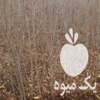 فروش انواع نهال سیاه ریشه وگلدانی در علی آباد در گروه خرید فروش نهال - انواع گردو پسته بادام سلطانی انگور در یکمیوه