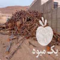 فروش چوب ذغالی زغالی در اصفهان در گروه خرید فروش عمده چوب- زغال چوب گردو تبریزی خام در یکمیوه