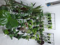 فروش گل‌ های آپارتمانی ارغوان در ساری در گروه خرید فروش عمده گیاهان زینتی - گرمسیری آپارتمانی باغچه آب در یکمیوه