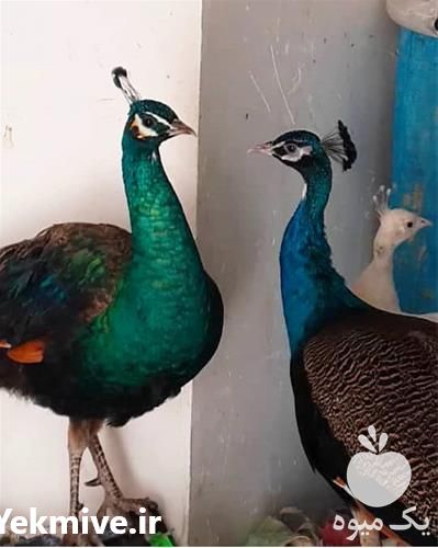 فروش قرقاول و طاووس در همه نژاد در بوشهر در گروه انواع پرنده - زینتی عروس هما مینا طوطی مرغ عشق در یکمیوه -عکس1