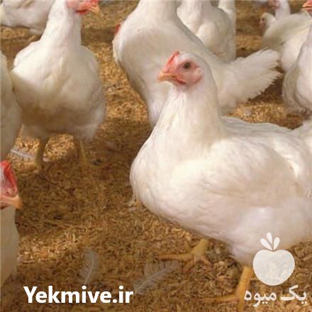 فروش جوجه یکروزه لوهمن در تهران در گروه مرغ و خروس و بوقلمون و اردک قو قاز در یکمیوه -عکس1