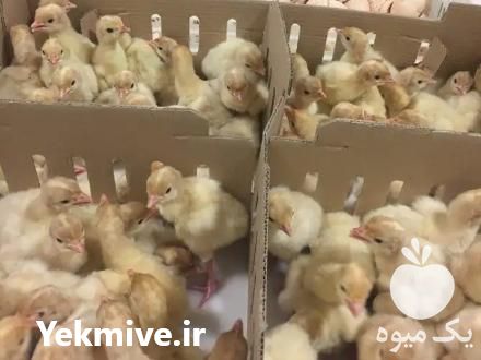 فروش جوجه بوقلمون در گرمسار در تهران در گروه تجهیزات دام و طیور - خرید فروش نو دسته دوم در یکمیوه -عکس1