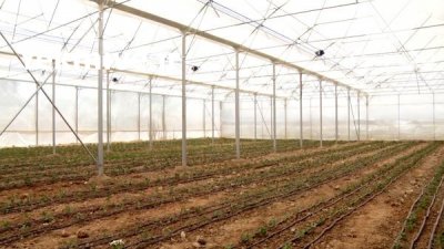 مجری ساخت سازه گلخانه در بابل  در گروه خرید فروش تجهیزات گلخانه - صنعتی خانگی هوشمند دست دوم در یکمیوه -عکس2