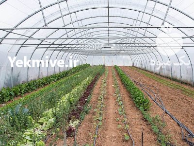 مجری ساخت سازه گلخانه در بابل  در گروه خرید فروش تجهیزات گلخانه - صنعتی خانگی هوشمند دست دوم در یکمیوه -عکس3