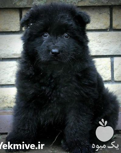 فروش توله ژرمن بلک اصیل در مهر در گروه سگ و گربه _ نگهبان هاسکی ژرمن دوبرمن سرابی در یکمیوه -عکس1