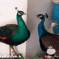فروش قرقاول و طاووس در همه نژاد در بوشهر در گروه انواع پرنده - زینتی عروس هما مینا طوطی مرغ عشق در یکمیوه