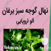 فروش نهال گوجه سبز در شاهرود در گروه خرید فروش نهال - انواع گردو پسته بادام سلطانی انگور در یکمیوه