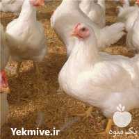 فروش جوجه یکروزه لوهمن در تهران در گروه مرغ و خروس و بوقلمون و اردک قو قاز در یکمیوه