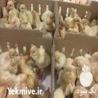 فروش جوجه بوقلمون در گرمسار در تهران در گروه تجهیزات دام و طیور - خرید فروش نو دسته دوم در یکمیوه