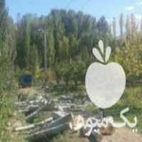 خریدار چوب هرس و غیره در اشنویه در گروه خرید فروش عمده چوب- زغال چوب گردو تبریزی خام در یکمیوه