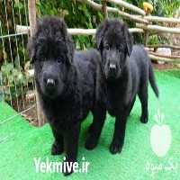 فروش ژرمن بلک توله و بالغ در تهران در گروه سگ و گربه _ نگهبان هاسکی ژرمن دوبرمن سرابی در یکمیوه