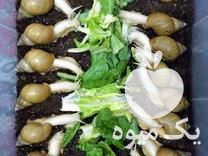 فروش شغل خانگی و پر سود پرورش و تکثیر حلزون در سمنان در گروه سرمایه گذار در تولید محصولات کشاورزی و دامداری در یکمیوه -عکس1
