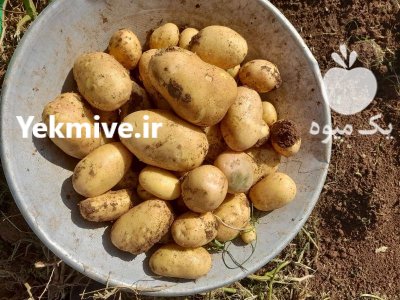 سیب زمینی در بهار  در گروه سایر محصولات غذایی در یکمیوه -عکس1