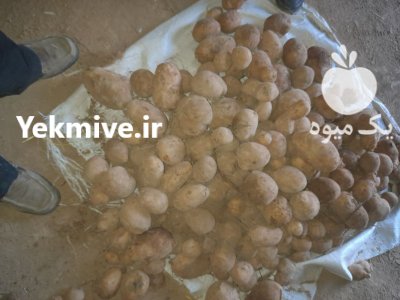 سیب زمینی در بهار  در گروه سایر محصولات غذایی در یکمیوه -عکس2