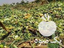 فروش توزیع خوراک دام در سراسر کشور در تهران در گروه خوراک دام و طیور - پرواری شیری علوفه یونجه در یکمیوه -عکس1