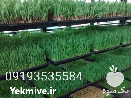 فروش سینی کشت دستگاه تولید علوفه هیدروپونیک در تهران در گروه خرید فروش ابزار ها و تجهیزات کشاورزی - دستی برقی ماشینی بیل کلنگ در یکمیوه -عکس1