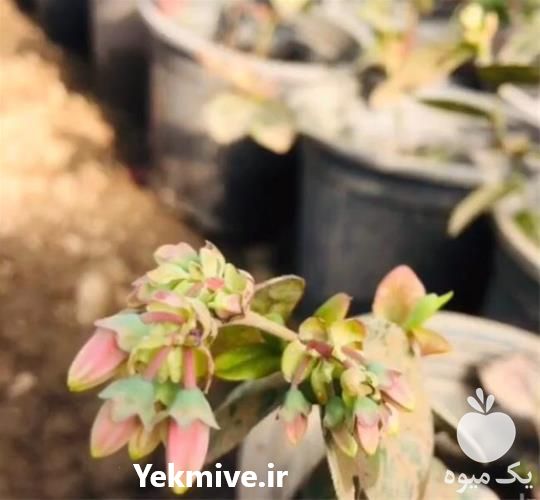 فروش نهال بلوبری با عرضه مستقیم در آذربایجان غربی در گروه خرید فروش نهال - انواع گردو پسته بادام سلطانی انگور در یکمیوه -عکس1