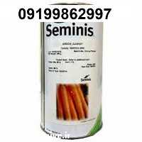 فروش بذر هویج کارورا سمینیس اصل در بوشهر در گروه خرید فروش بذر - انواع محصول کشاورزی گوجه کتان میوه درخت در یکمیوه