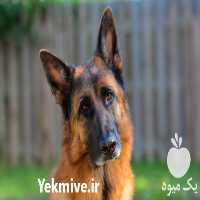 فروش توله ژرمن شپرد خالص والمانی در مهر در گروه سگ و گربه _ نگهبان هاسکی ژرمن دوبرمن سرابی در یکمیوه