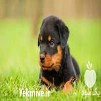فروش سگ روتوایلر نگهبان همیشگی توله و بالغ در تهران در گروه سگ و گربه _ نگهبان هاسکی ژرمن دوبرمن سرابی در یکمیوه
