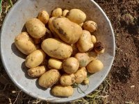 سیب زمینی در بهار  در گروه سایر محصولات غذایی در یکمیوه