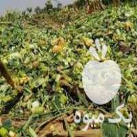 فروش توزیع خوراک دام در سراسر کشور در تهران در گروه خوراک دام و طیور - پرواری شیری علوفه یونجه در یکمیوه