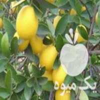 فروش انواع نهال مرکبات در تنکابن در گروه خرید فروش نهال - انواع گردو پسته بادام سلطانی انگور در یکمیوه