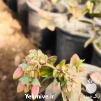 فروش نهال بلوبری با عرضه مستقیم در آذربایجان غربی