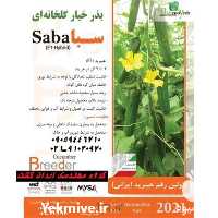 فروش بذر خیار گلخانه ای سبا اصل 2021 در کرمان  در گروه خرید فروش بذر - انواع محصول کشاورزی گوجه کتان میوه درخت در یکمیوه