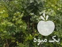 فروش عمده برگ سیکاس و پالم در آمل در گروه خرید فروش عمده گیاهان زینتی - گرمسیری آپارتمانی باغچه آب در یکمیوه -عکس1