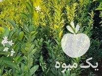 فروش انواع نهال مرکبات در بندرعباس در گروه خرید فروش نهال - انواع گردو پسته بادام سلطانی انگور در یکمیوه -عکس1