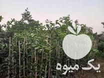 فروش نهال مرکبات در قائم شهر در گروه خرید فروش نهال - انواع گردو پسته بادام سلطانی انگور در یکمیوه -عکس1