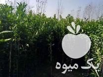 فروش نهال نهالستان رعیت در ساری در گروه خرید فروش نهال - انواع گردو پسته بادام سلطانی انگور در یکمیوه -عکس1