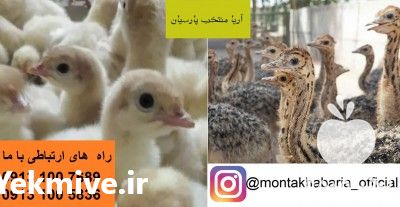 فروش جوجه بوقلمون در اصفهان در گروه مرغ و خروس و بوقلمون و اردک قو قاز در یکمیوه -عکس1