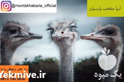 خرید شترمرغ پرواری در اصفهان در گروه مرغ و خروس و بوقلمون و اردک قو قاز در یکمیوه -عکس1