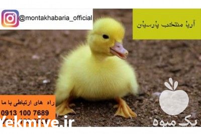 فروش جوجه اردک یک روزه پکنی در اصفهان در گروه مرغ و خروس و بوقلمون و اردک قو قاز در یکمیوه -عکس1