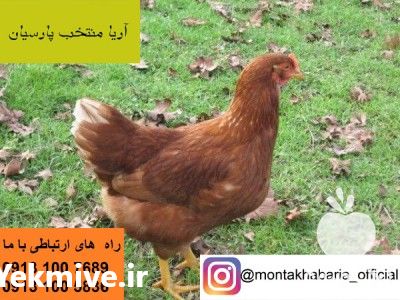 فروش مرغ 4 ماهه و 800 گرمی بومی در اصفهان در گروه مرغ و خروس و بوقلمون و اردک قو قاز در یکمیوه -عکس1