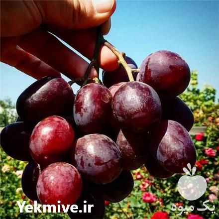 فروش نهال نهالستان آذر سبز در میاندوآب در گروه خرید فروش نهال - انواع گردو پسته بادام سلطانی انگور در یکمیوه -عکس1