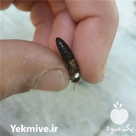 فروش پرورش و تولید ملکه کارنیکا زنبورعسل در تهران در گروه زنبورعسل - زنبورداری نوین صنعتی مدرن کندو در یکمیوه -عکس1