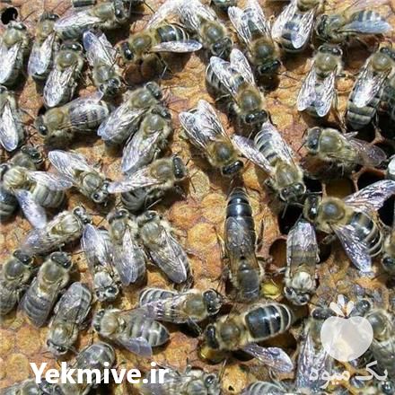 فروش پرورش و نگهداری و تکثیر زنبور عسل در تهران در گروه زنبورعسل - زنبورداری نوین صنعتی مدرن کندو در یکمیوه -عکس1