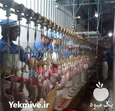 خرید و حمل بوقلمون گوشتی در تهران در گروه مرغ و خروس و بوقلمون و اردک قو قاز در یکمیوه -عکس1