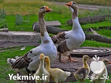 فروش جوجه غاز یکروزه در تهران در گروه مرغ و خروس و بوقلمون و اردک قو قاز در یکمیوه -عکس1