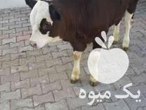 خرید عمده انواع گوساله سیمینتال در ترک در گروه گاو و گوسفند و میش و بز کهره گوساله سمینتال در یکمیوه -عکس1